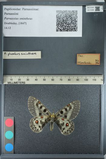 Media type: image;   Entomology 174385